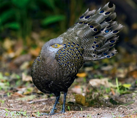 Me man loai ga “quy nhu vang” cua Viet Nam: Dep tua chim cong!-Hinh-8