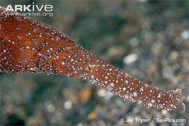 Loai ca “xua nay hiem” xuat hien o Nha Trang, co ten trong Sach Do-Hinh-10