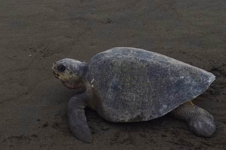 Rua bien co dai cuc hiem, mac luoi ngu dan o Quang Tri-Hinh-8