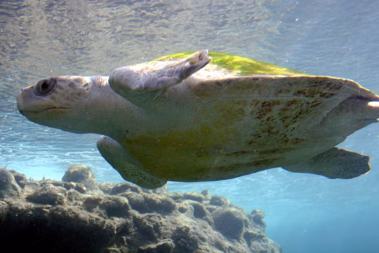 Rua bien co dai cuc hiem, mac luoi ngu dan o Quang Tri-Hinh-3