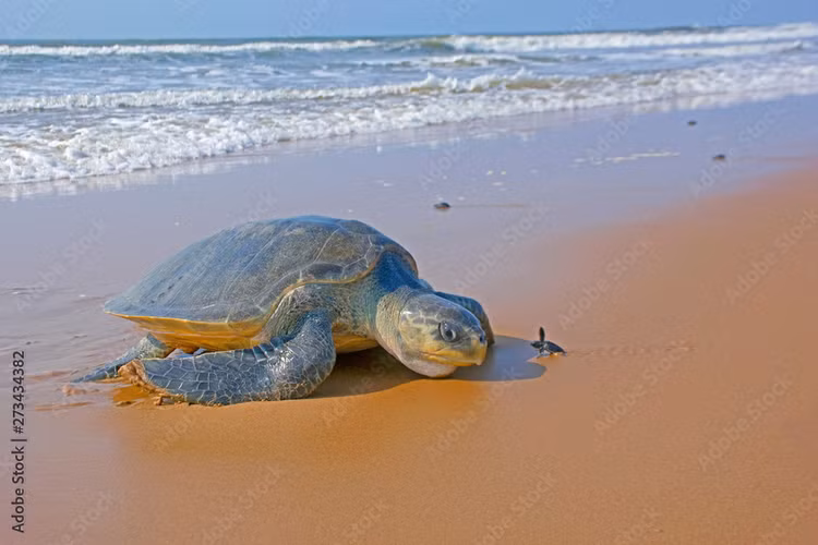 Rua bien co dai cuc hiem, mac luoi ngu dan o Quang Tri-Hinh-7