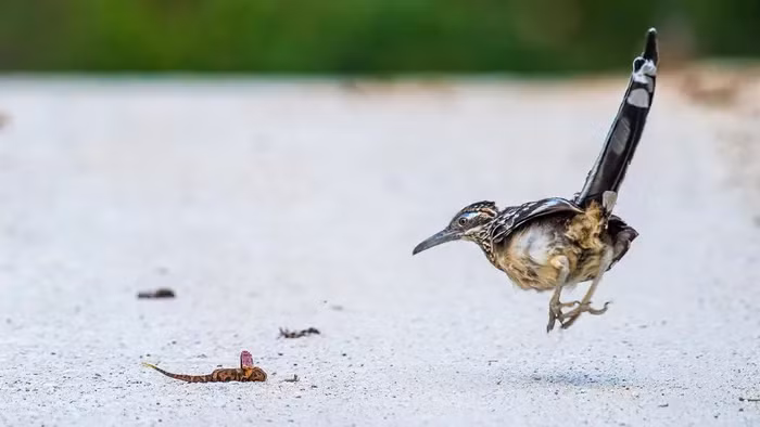 Loai ga ca doi nhin uong nuoc, “lam thit” ran duoi chuong trong chop mat-Hinh-8