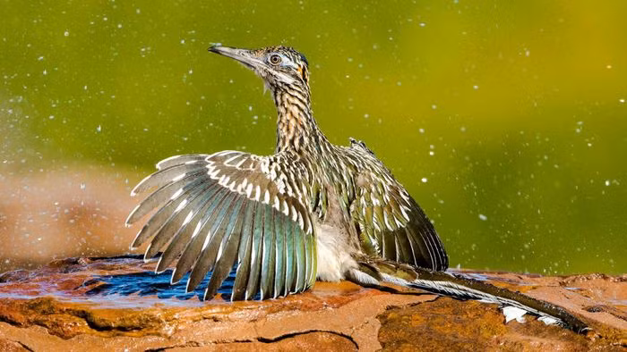 Loai ga ca doi nhin uong nuoc, “lam thit” ran duoi chuong trong chop mat