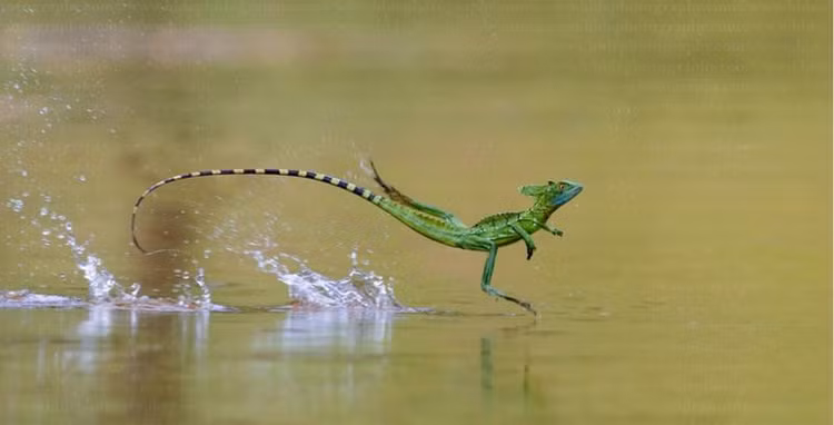 Dong vat co nang luc sieu dinh, ngay ca con nguoi cung... them-Hinh-3