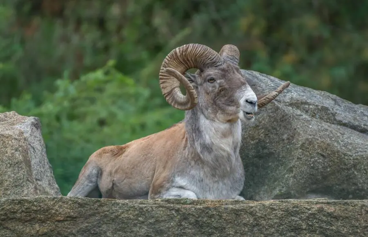 Top dong vat ky la tro thanh ke thu tu nhien cua chinh minh-Hinh-5