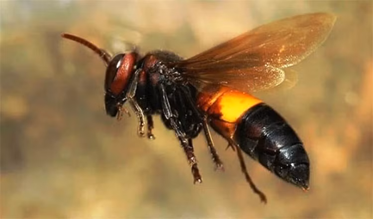 Top dong vat ky la tro thanh ke thu tu nhien cua chinh minh-Hinh-3