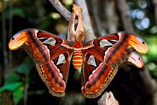 Doc la loai buom ca doi khong can an, co trong Sach Do Viet Nam-Hinh-7