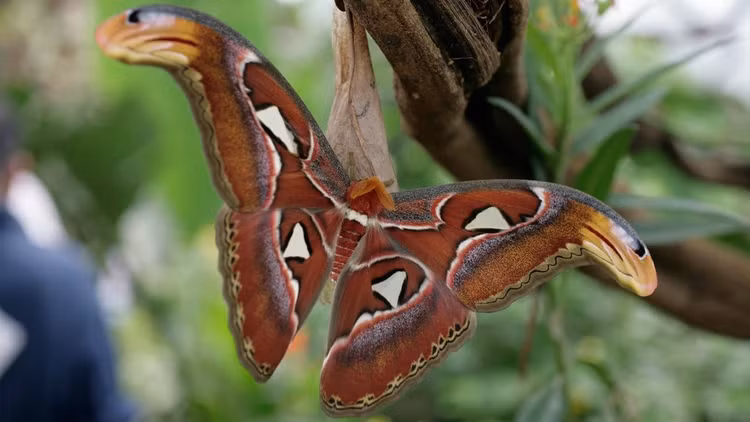 Doc la loai buom ca doi khong can an, co trong Sach Do Viet Nam-Hinh-2