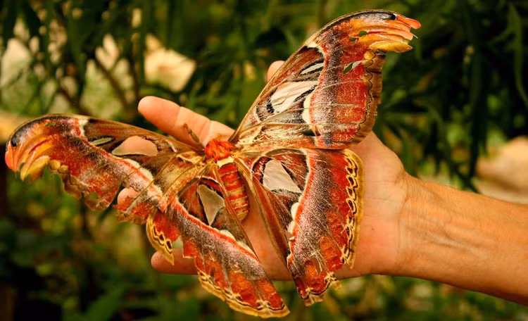 Doc la loai buom ca doi khong can an, co trong Sach Do Viet Nam-Hinh-3