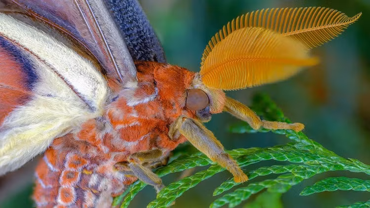 Doc la loai buom ca doi khong can an, co trong Sach Do Viet Nam-Hinh-5