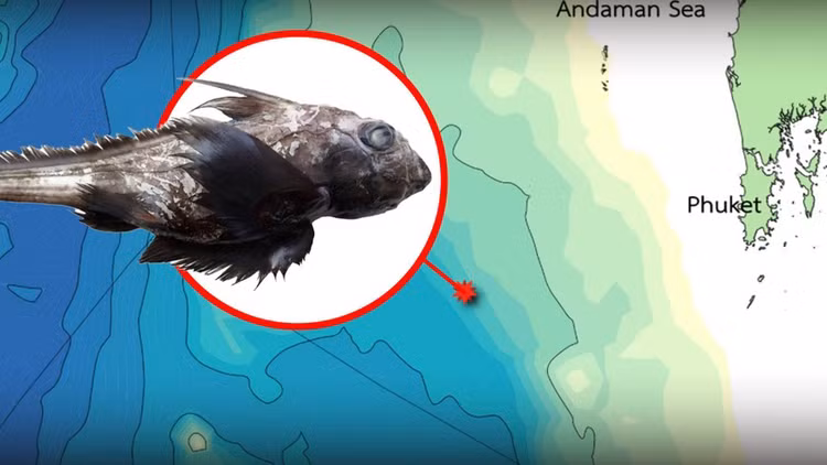 Phat hien loai ca map bi an troi day tu 'the gioi chet choc'-Hinh-5