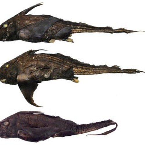 Phat hien loai ca map bi an troi day tu 'the gioi chet choc'-Hinh-7