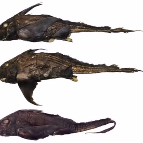 Phat hien loai ca map bi an troi day tu 'the gioi chet choc'-Hinh-7