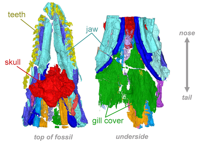 Phat hien loai ca map bi an troi day tu 'the gioi chet choc'-Hinh-3