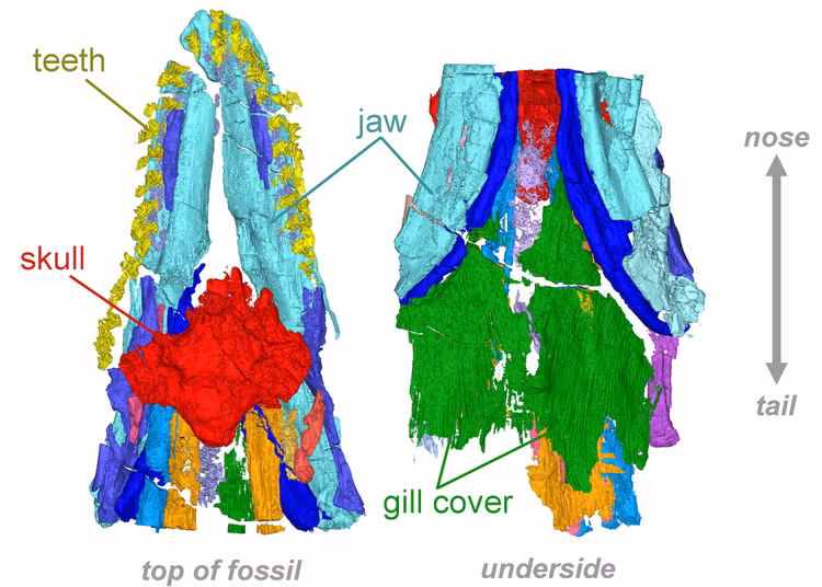 Phat hien loai ca map bi an troi day tu 'the gioi chet choc'-Hinh-3