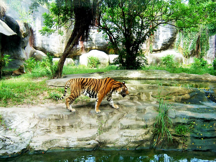 Loai ho quy hiem bac nhat the gioi, Viet Nam tu hao so huu-Hinh-7