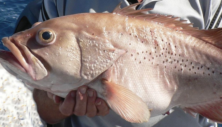 Di cau ca cung con trai, het hon dung trung 'quai ngu' khong lo-Hinh-3