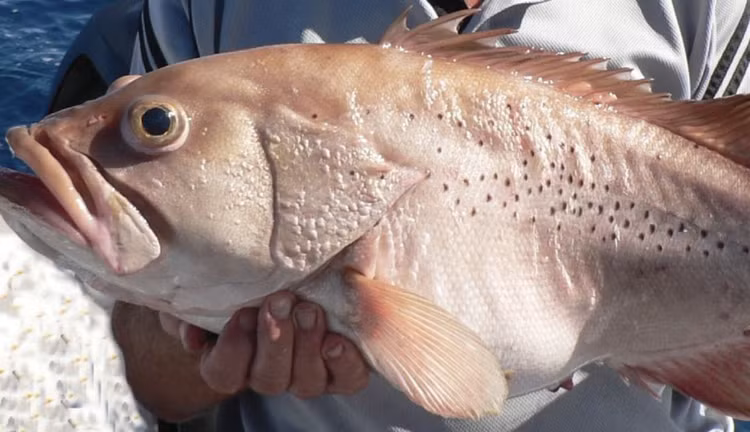Di cau ca cung con trai, het hon dung trung 'quai ngu' khong lo-Hinh-3
