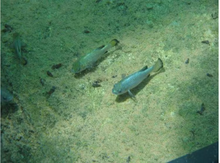 Loai ca hiem song trong 'dong quy', so luong dem tren dau ngon tay-Hinh-8