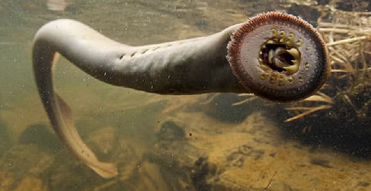 Ky la loai ca quy sieu dat do, dai gia san lung rao riet-Hinh-5