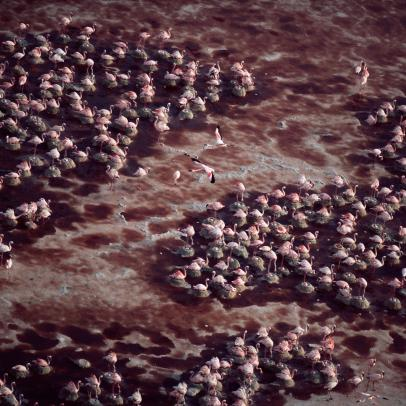 Ho nuoc rung ron nhat hanh tinh, cham vao la hoa da-Hinh-6