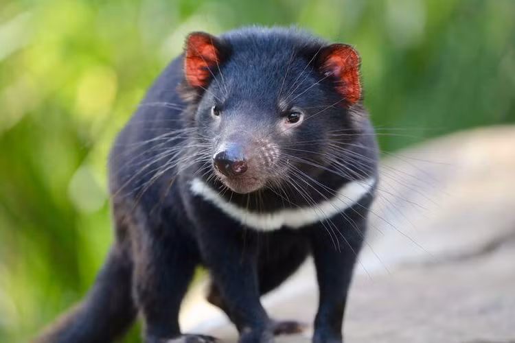 Rung ron tieng keu cua loai quy 'tai sinh' sau 3.000 nam-Hinh-4