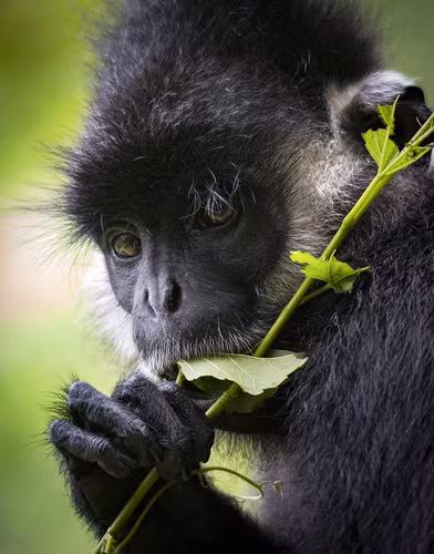 Vooc gay trang tan cong nguoi o Quang Tri la loai cuc quy-Hinh-5