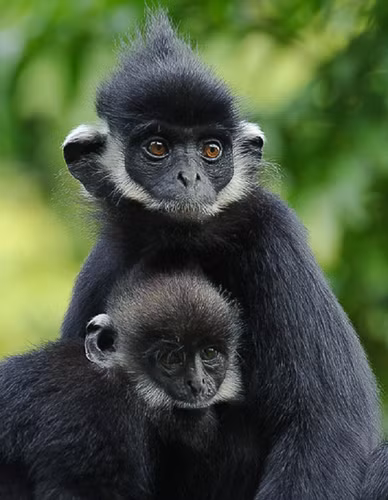 Vooc gay trang tan cong nguoi o Quang Tri la loai cuc quy-Hinh-3