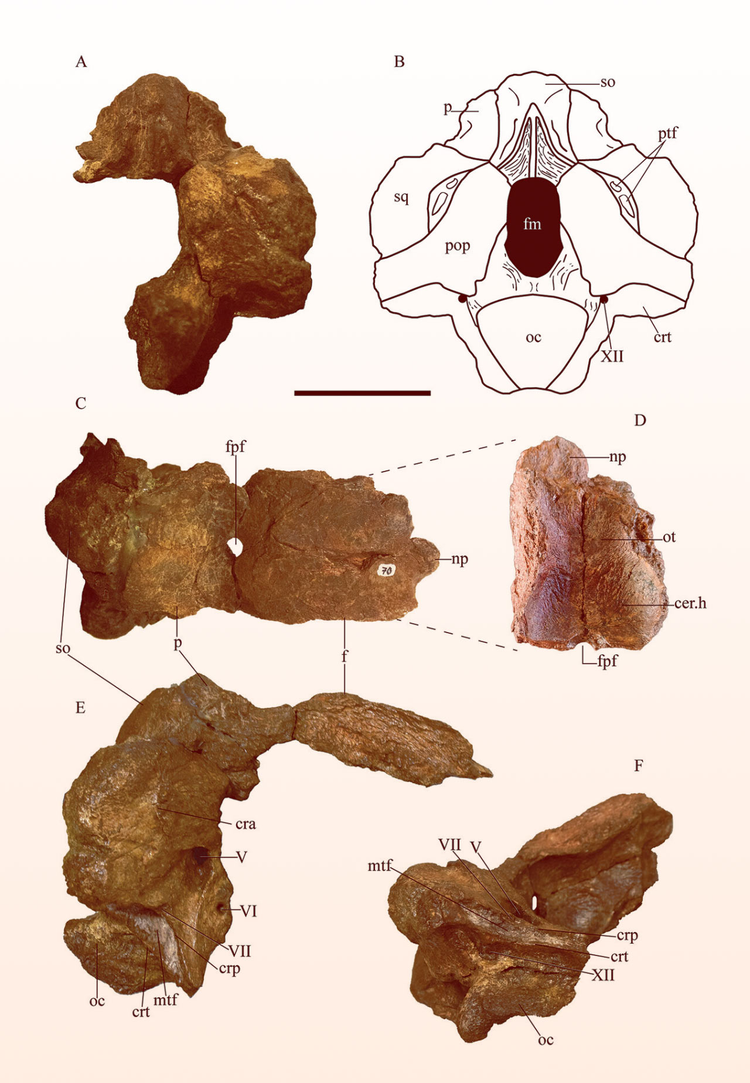 Dien kien quai thu bat ngo “hien hinh” sau 90 trieu nam tuyet tich-Hinh-6