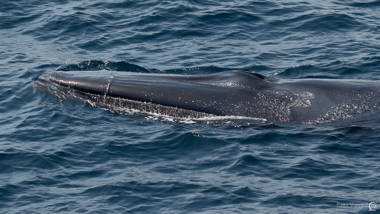 Sinh vat bi an chua tung thay tren the gioi xuat hien o Thai Lan-Hinh-7