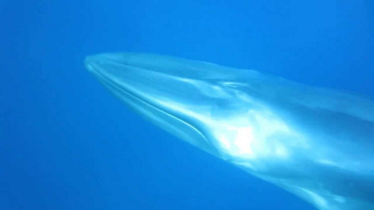 Sinh vat bi an chua tung thay tren the gioi xuat hien o Thai Lan-Hinh-8