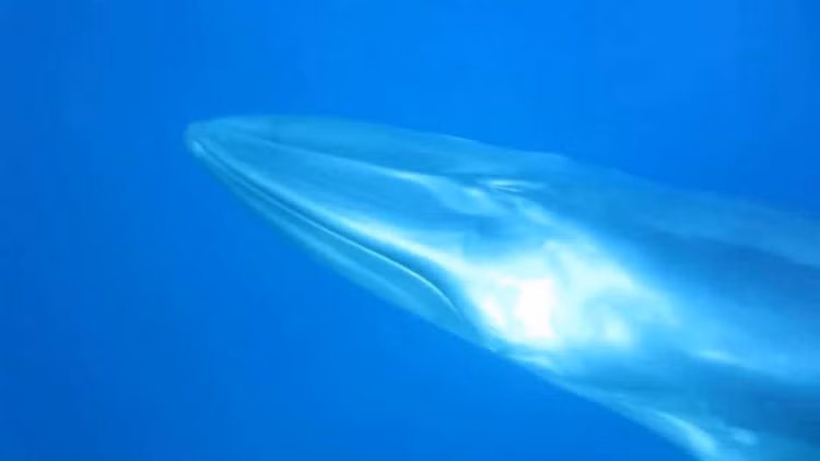 Sinh vat bi an chua tung thay tren the gioi xuat hien o Thai Lan-Hinh-8