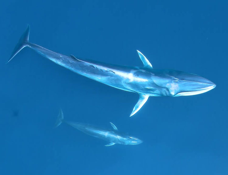 Sinh vat bi an chua tung thay tren the gioi xuat hien o Thai Lan-Hinh-6