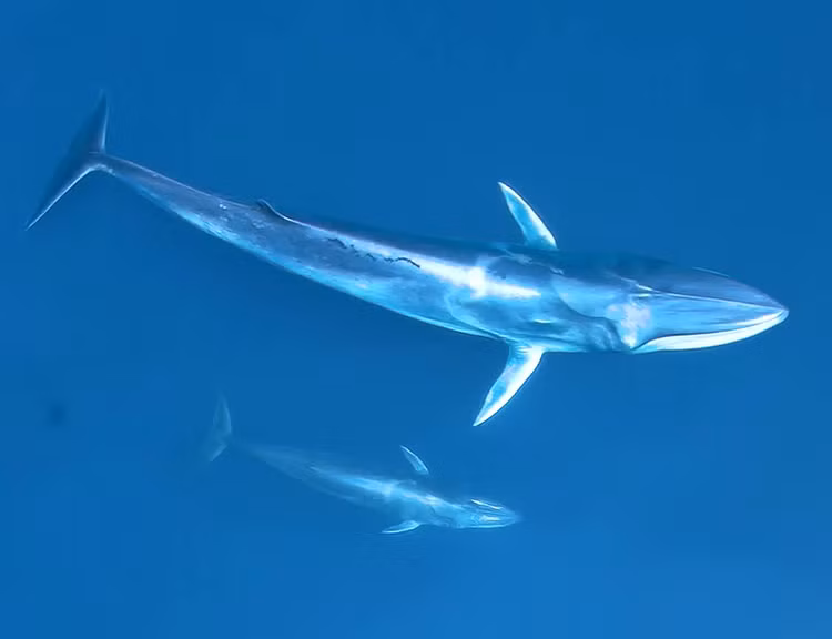 Sinh vat bi an chua tung thay tren the gioi xuat hien o Thai Lan-Hinh-6