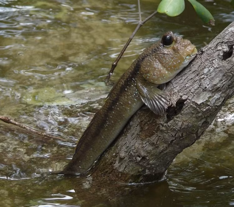 8 dong vat ky di Troi ban o Viet Nam: So 5 nhin am anh!-Hinh-6