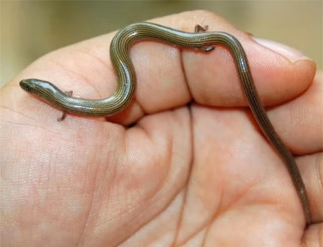 8 dong vat ky di Troi ban o Viet Nam: So 5 nhin am anh!-Hinh-8