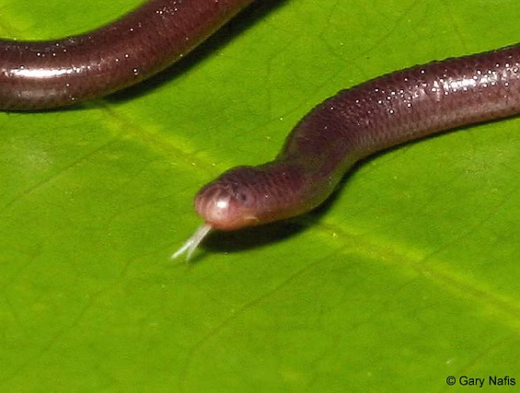 8 dong vat ky di Troi ban o Viet Nam: So 5 nhin am anh!-Hinh-2