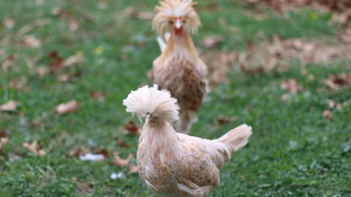 Loai ga dep nhat the gioi co bom su tu: Viet Nam dang nuoi nhieu!