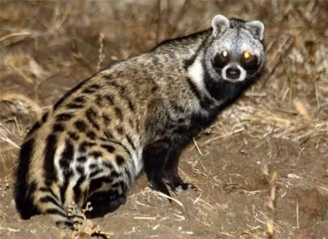 Loai thu tiet ra huong lieu “quy nhu vang”, xuat hien nhieu o Viet Nam