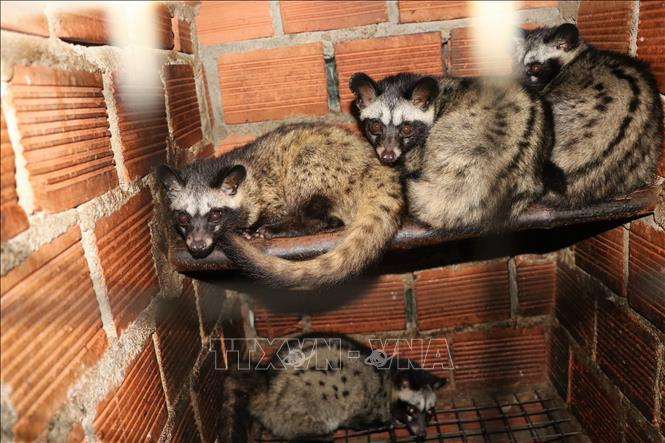 Loài thú tiết ra hương liệu “quý như vàng”, xuất hiện nhiều ở Việt Nam - Hình 7 Loai thu tiet ra huong lieu “quy nhu vang”, xuat hien nhieu o Viet Nam-Hinh-7