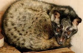 Loài thú tiết ra hương liệu “quý như vàng”, xuất hiện nhiều ở Việt Nam - Hình 4 Loai thu tiet ra huong lieu “quy nhu vang”, xuat hien nhieu o Viet Nam-Hinh-4