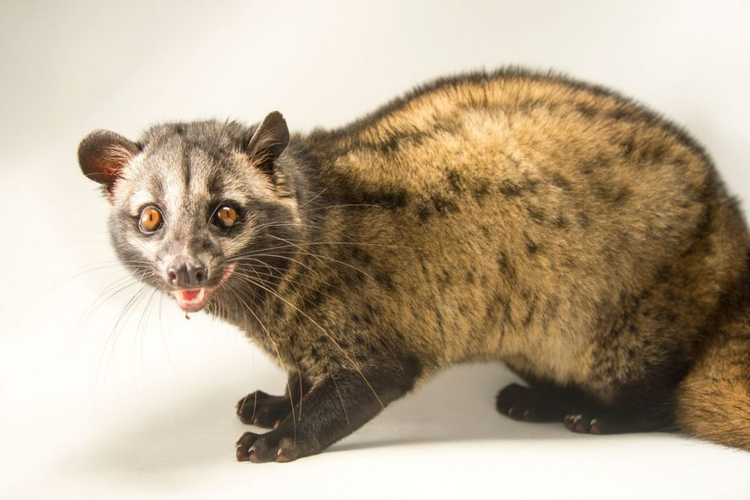 Loài thú tiết ra hương liệu “quý như vàng”, xuất hiện nhiều ở Việt Nam - Hình 8 Loai thu tiet ra huong lieu “quy nhu vang”, xuat hien nhieu o Viet Nam-Hinh-8