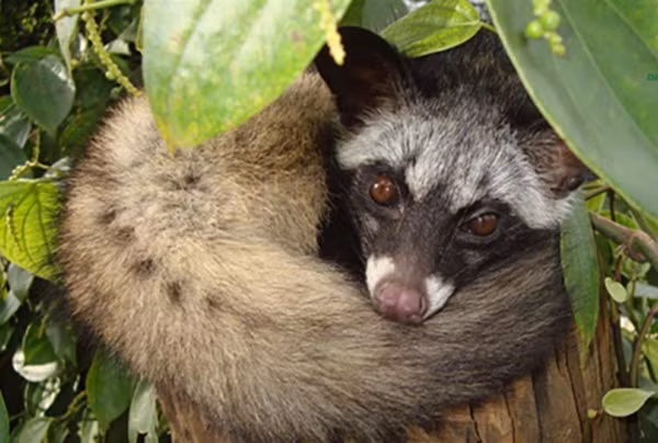 Loai thu tiet ra huong lieu “quy nhu vang”, xuat hien nhieu o Viet Nam-Hinh-5