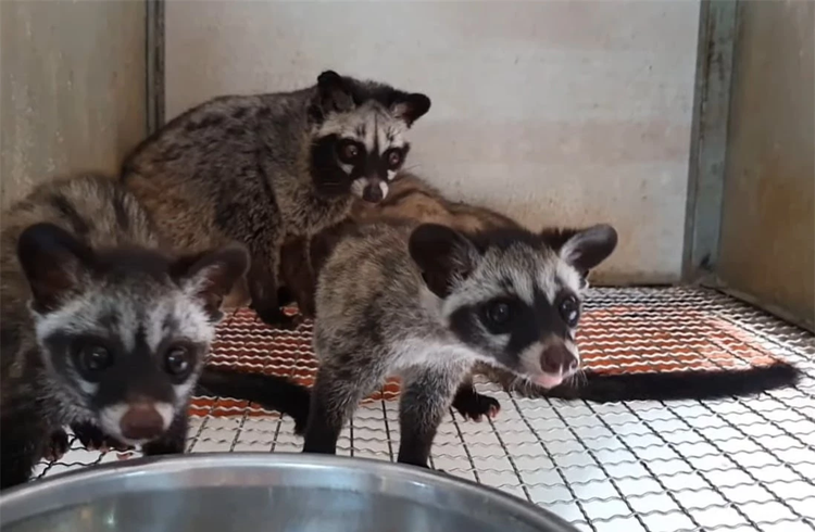 Loài thú tiết ra hương liệu “quý như vàng”, xuất hiện nhiều ở Việt Nam - Hình 3 Loai thu tiet ra huong lieu “quy nhu vang”, xuat hien nhieu o Viet Nam-Hinh-3