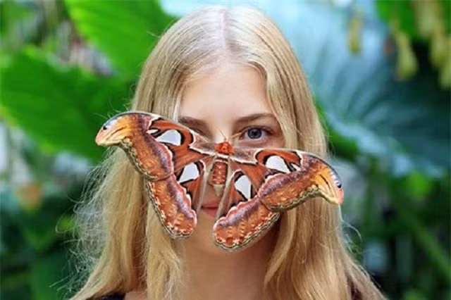 Tan muc loai buom lon nhat the gioi, co trong Sach Do Viet Nam