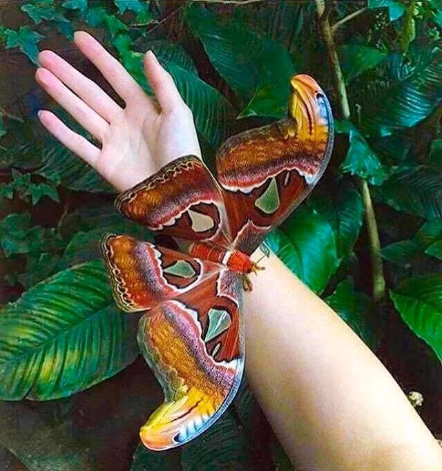 Tan muc loai buom lon nhat the gioi, co trong Sach Do Viet Nam-Hinh-2