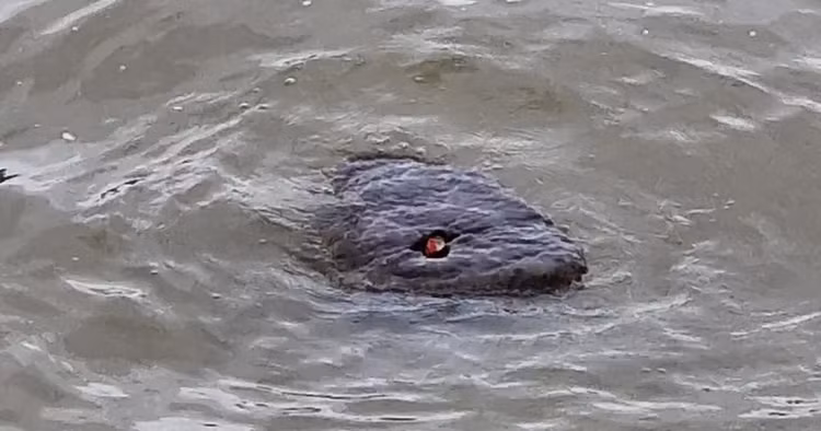 Di dao bo song, vo tinh bat gap phien ban quai vat ho Loch Ness