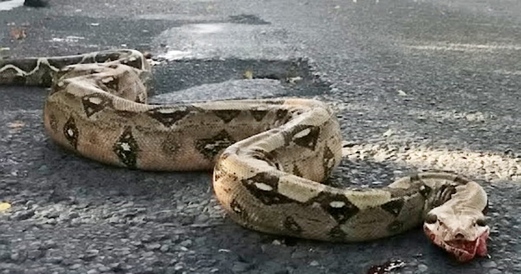 Đi dạo bờ sông, vô tình bắt gặp phiên bản quái vật hồ Loch Ness - Hình 2 Di dao bo song, vo tinh bat gap phien ban quai vat ho Loch Ness-Hinh-2