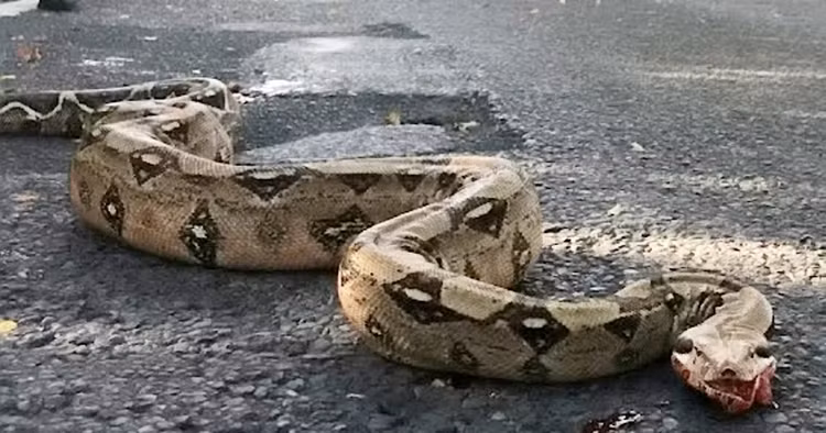 Di dao bo song, vo tinh bat gap phien ban quai vat ho Loch Ness-Hinh-2