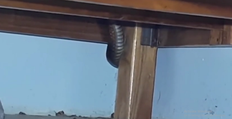 Nghe am thanh la, suyt “vo tim” khi thay quai vat 3m duoi gam giuong